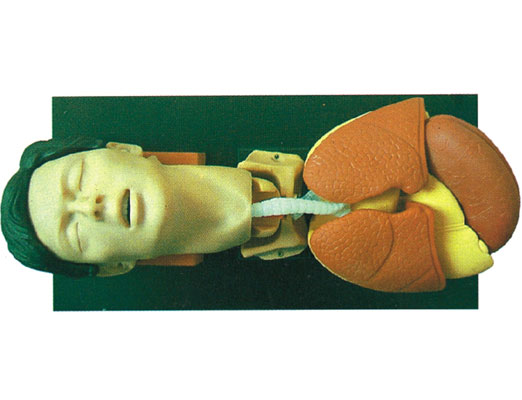 成人氣管插管模型 被插管“嚇好”的重癥病人