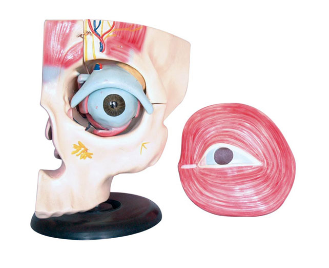 眼眶及眼周解剖