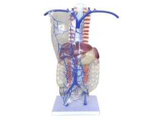 門靜脈及側(cè)支循環(huán)