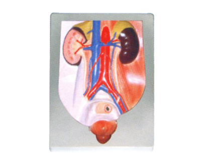 男性泌尿系統(tǒng)模型