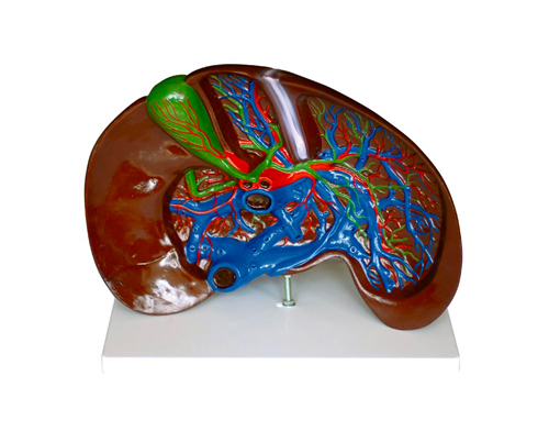 肝解剖模型