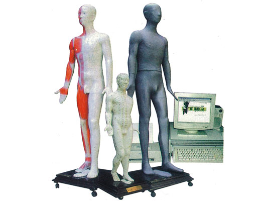 人體針灸穴位發(fā)光模型