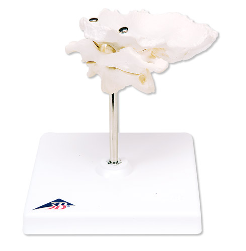 Ƭĭh(hun)׵͘׵Mڿɲж