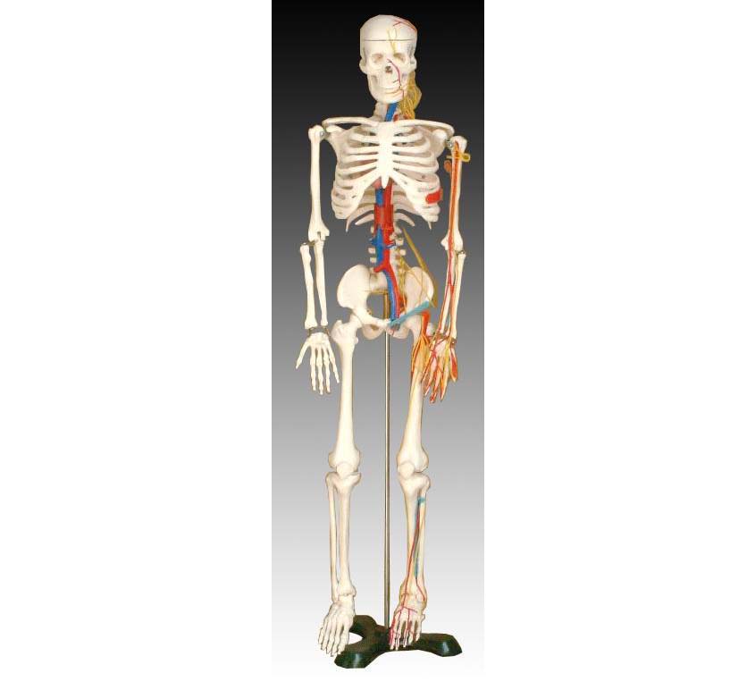 人體骨骼帶心臟與血管模型