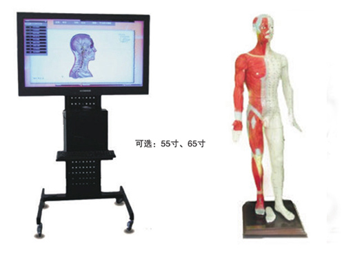多媒體人體針灸穴位交互數(shù)字平臺